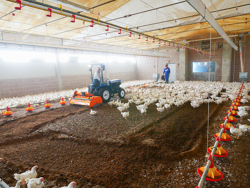 fresa miscelatrice per lettiere di allevamenti avicoli pavo 140