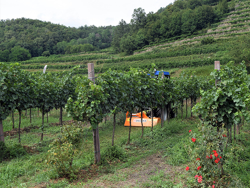 trincia a mazze per trattore 140cm di taglio serie leggera per erba e vigneto mod lince 140