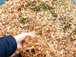 biotrituratore a scoppio professionale per la produzione di cippato mod dk 800 lf